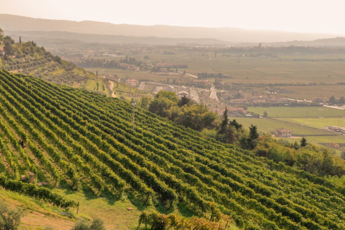 Eleva: 20 anni di passione per l'Amarone